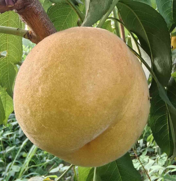 金玉鲜桃